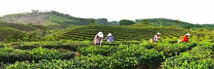 保亭金江茶文化产业园。叶茂海 摄