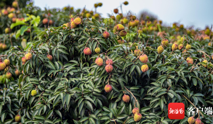 海口永兴镇羊山腹地的荔枝王荔枝即将上市。记者 刘孙谋 摄
