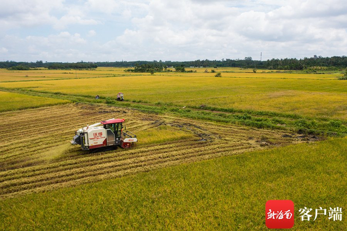 海口琼山福稻基地水稻喜获丰收，图为收割机在稻田里来回穿梭。记者 李昊 实习生 唐斌 摄