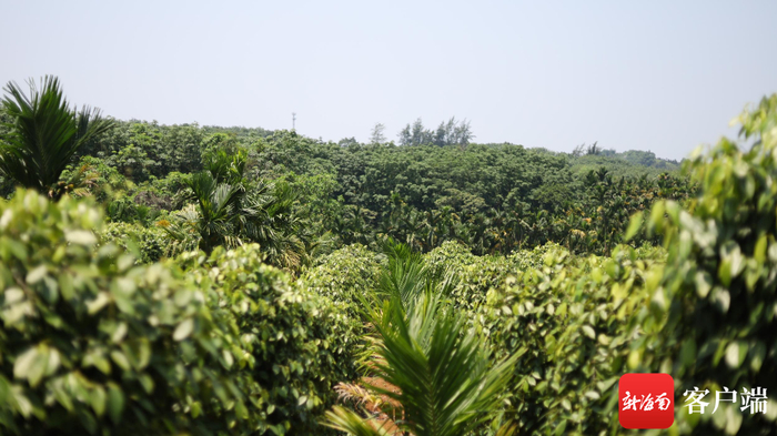 文昌市蓬莱镇罗宝村胡椒种植基地。记者 林鸿羽 摄