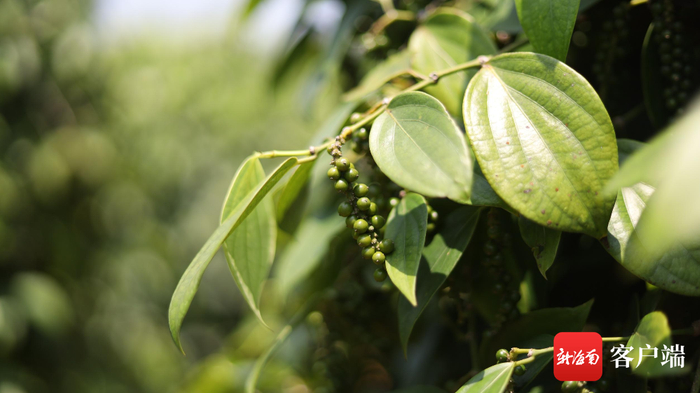 文昌市蓬莱镇罗宝村胡椒种植基地。记者 林鸿羽 摄