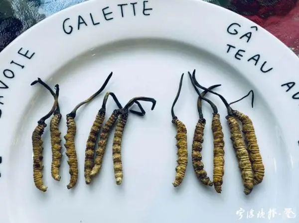 左侧为野生虫草，右侧为种植虫草。周晖 摄