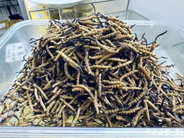 野生虫草。周晖 摄