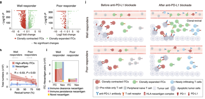 图5. 免疫治疗干预下肿瘤内部与循环T细胞克隆演化动力学