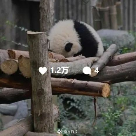 ▲成都Instagram账号截图