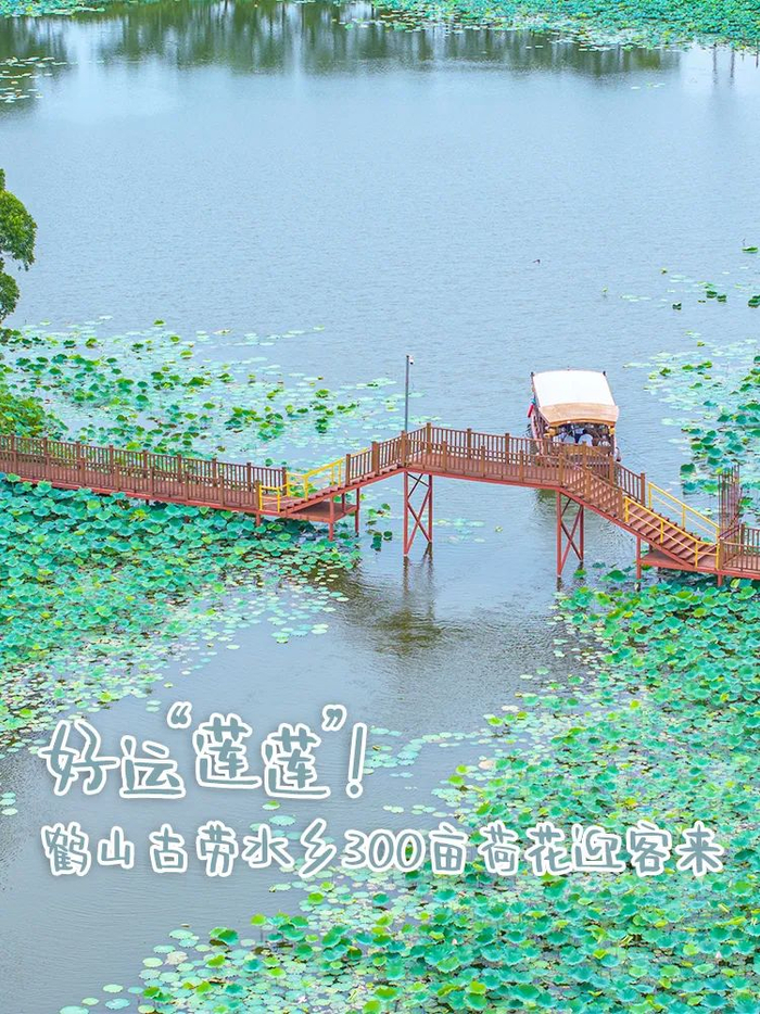 古劳水乡荷花盛放 彭伟宗摄