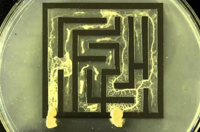 黏菌走迷宫｜图片来源：Google