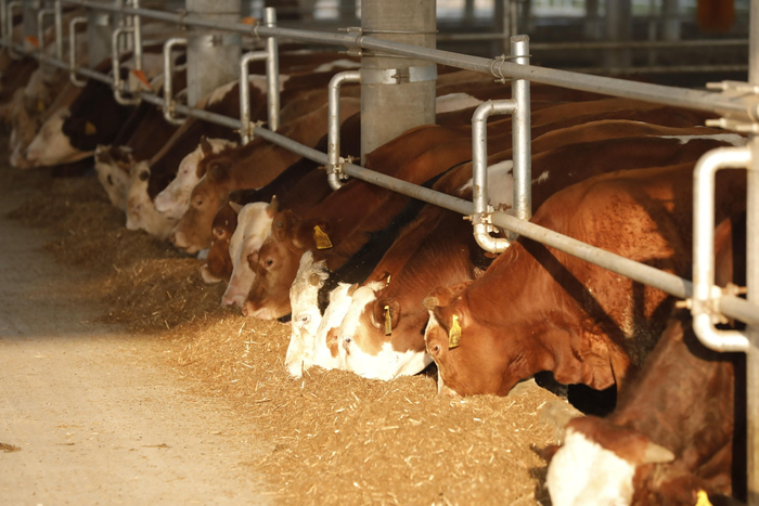 题图：安徽欣浩翔公司养殖的黄牛正在吃秸秆饲料。 记者 武长鹏 通讯员 黄 宽 汝雪枫 摄