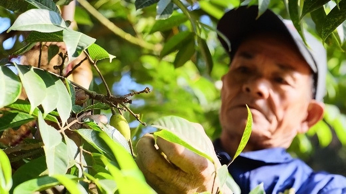 （橄醇果农采摘橄榄）