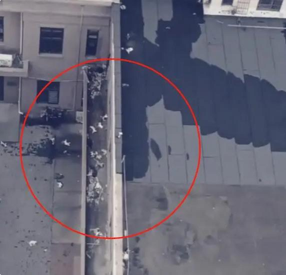 多只猫咪摔到地面。视频截图