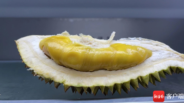 　　采摘下来的猫山王。记者 苏桂除 摄