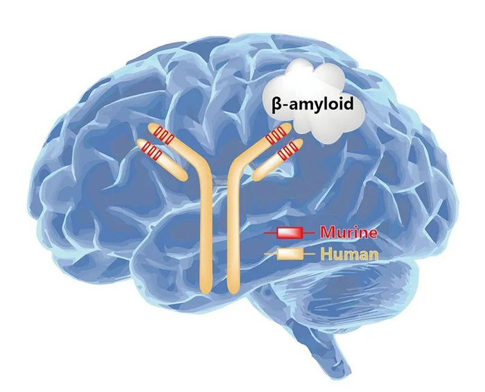图2. Lecanemab作用示意图，来源：药渡数据