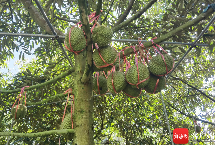 　　果树上的榴莲被“五花大绑”格外显眼。记者 苏桂除 摄