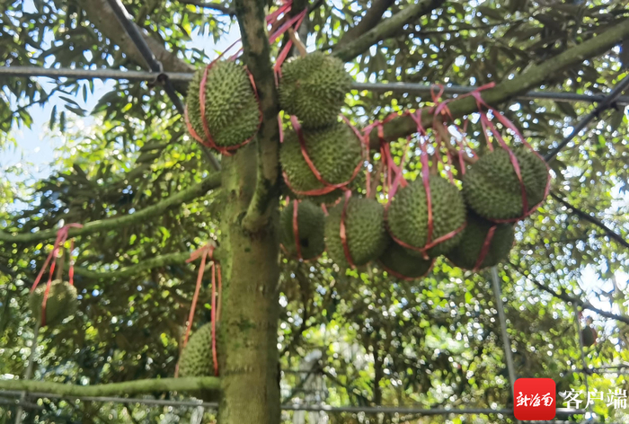 　　基地里的榴莲陆续成熟。记者 苏桂除 摄