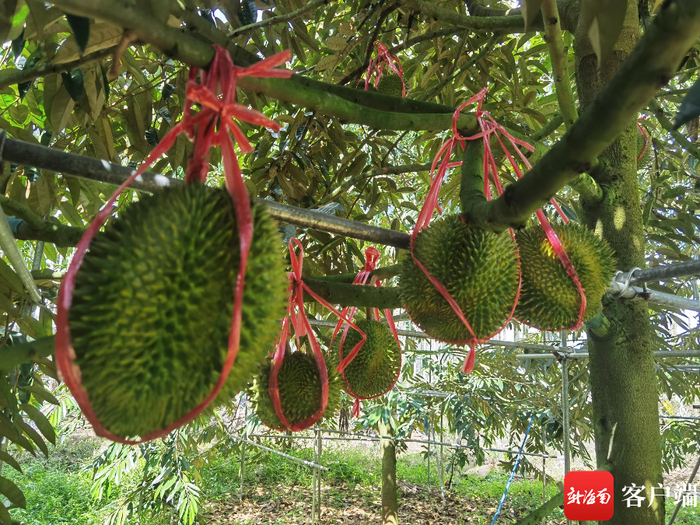 　　果树上的榴莲被“五花大绑”格外显眼。记者 苏桂除 摄