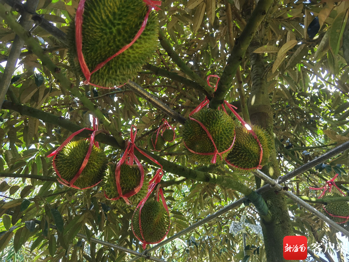 　　琼海市热带水果之窗基地11种榴莲陆续成熟。记者 苏桂除 摄