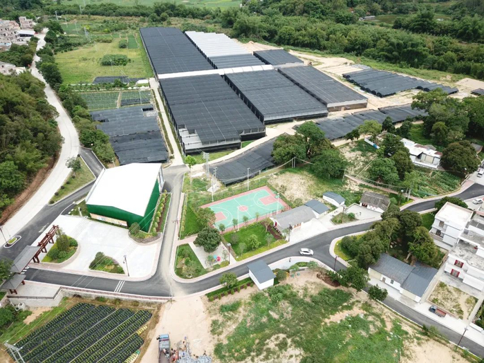 花卉产业园永盛公司种植示范基地