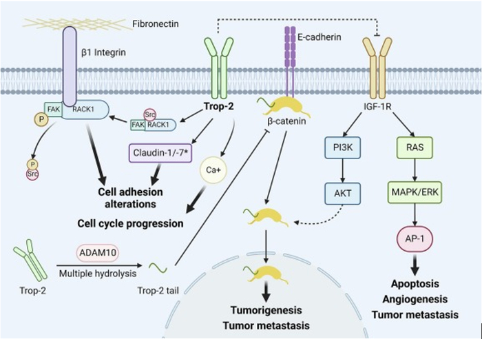 图2. Trop2介导的信号通路及其致病机制