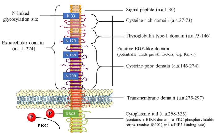 图1.Trop2的结构特征