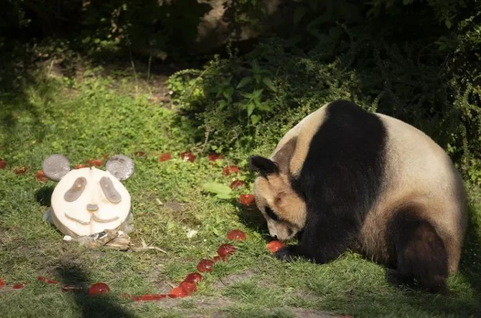 当地时间7月24日上午11点，“圆梦”享受在博瓦勒野生动物园的最后一顿早餐。图片来源：博瓦勒野生动物园官网