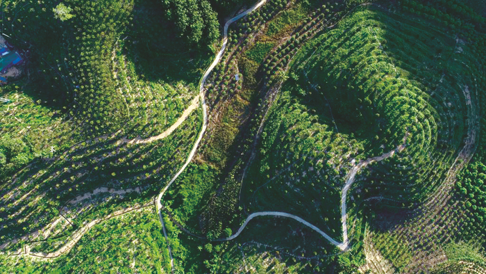     ▲三亚市育才生态区的榴莲种植基地    新华社发