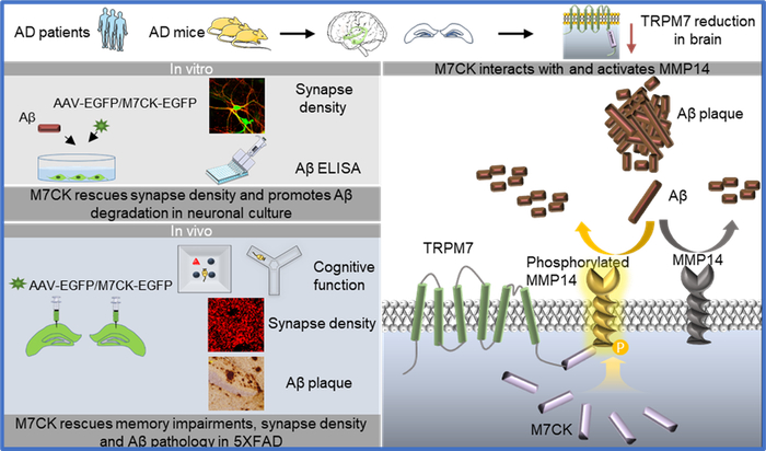 图1. 研究概述（Aβ：淀粉样蛋白-β;AD：阿尔茨海默病; M7CK：TRPM7的激酶结构域）