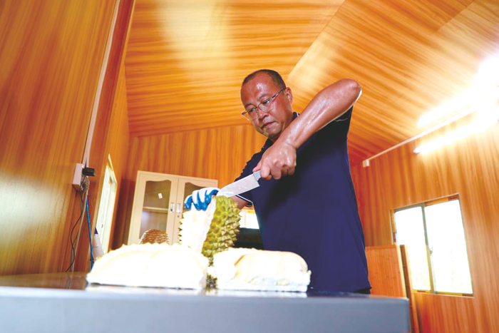     ◀工作人员将成熟的榴莲切开