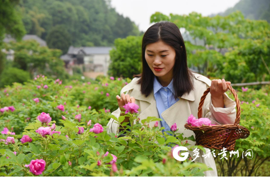 游客体验采摘玫瑰花