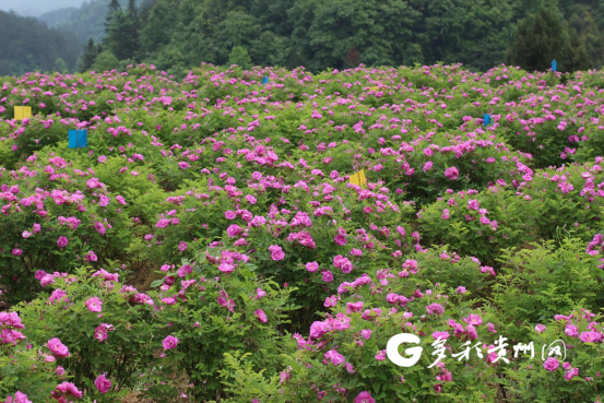 玫瑰花盛开时，种植基地自成风景