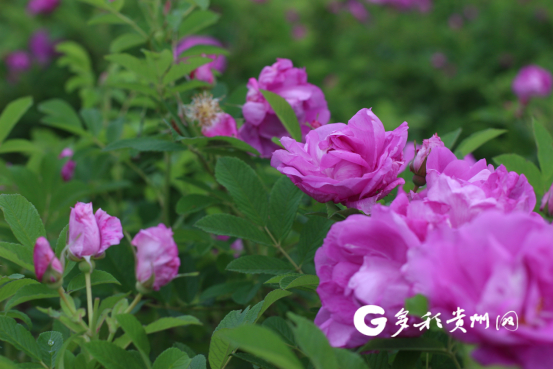 由山东引进的玫瑰花品种适宜凤冈种植