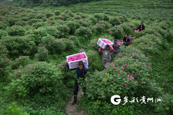 村民采收玫瑰花