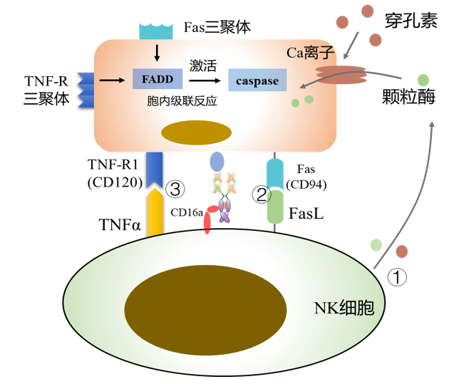 图2 ADCC作用机制