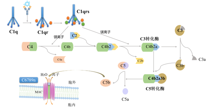 图3 CDC效应机制