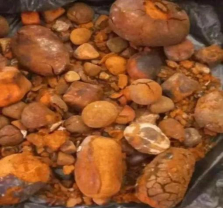 天然牛黄（财联社记者摄）