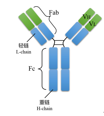 图1抗体分子结构