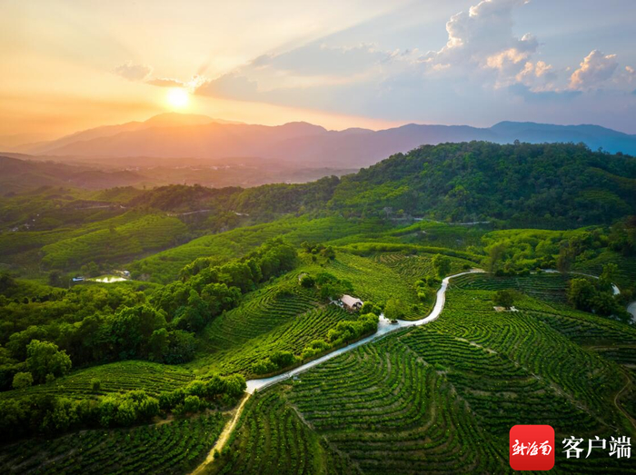 新伟茶园航拍图。受访者供图