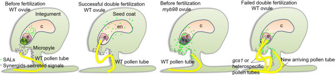 SALVAGER负责受精恢复机制模式图