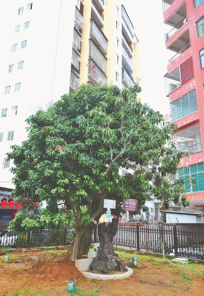  “宋家香”亭亭如盖。   卢德山 摄