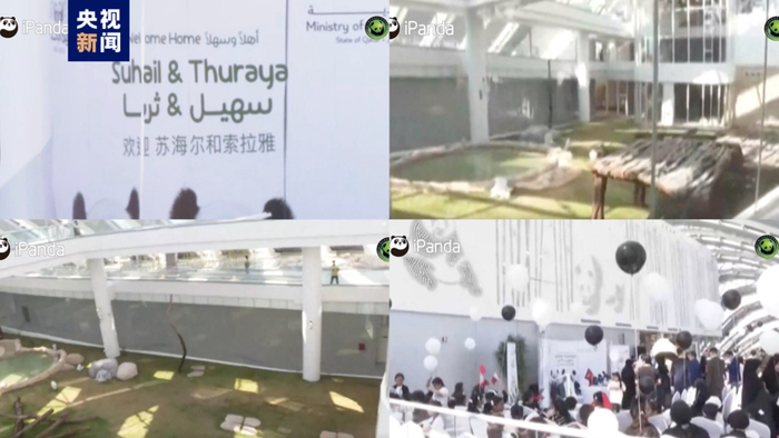 △新媒体直播《中东首家熊猫公园 来看国宝的新家》