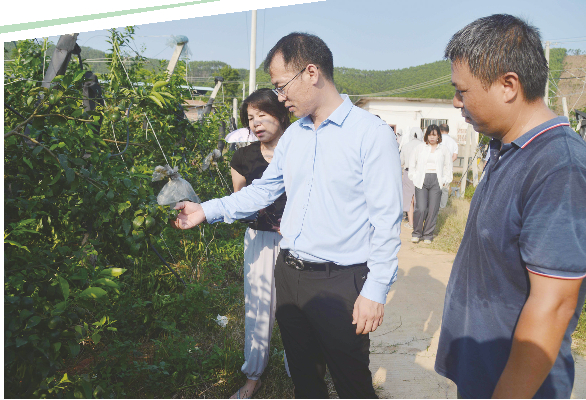 ▶中国农业科学院专家参观长塘镇桂福春沃柑种植基地，现场进行技术指导