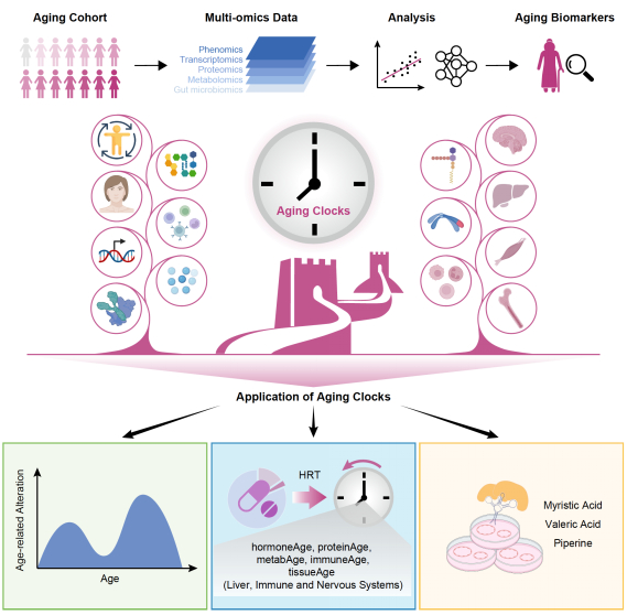 图5. 中国女性衰老时钟的建立及其应用