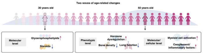 图3. 中国女性衰老动力曲线峰值