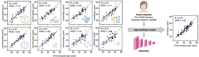 图2. 中国女性多维衰老时钟的建立