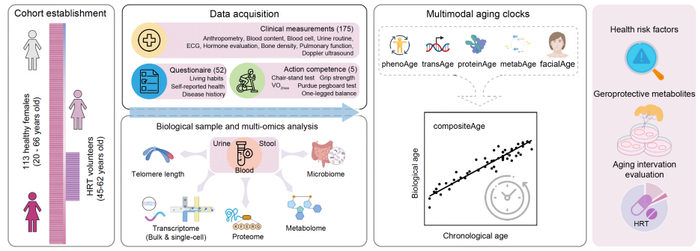 图1. 中国女性衰老时钟研究路线图