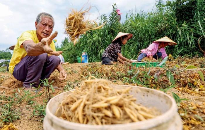 贵州苗族采药图片图片