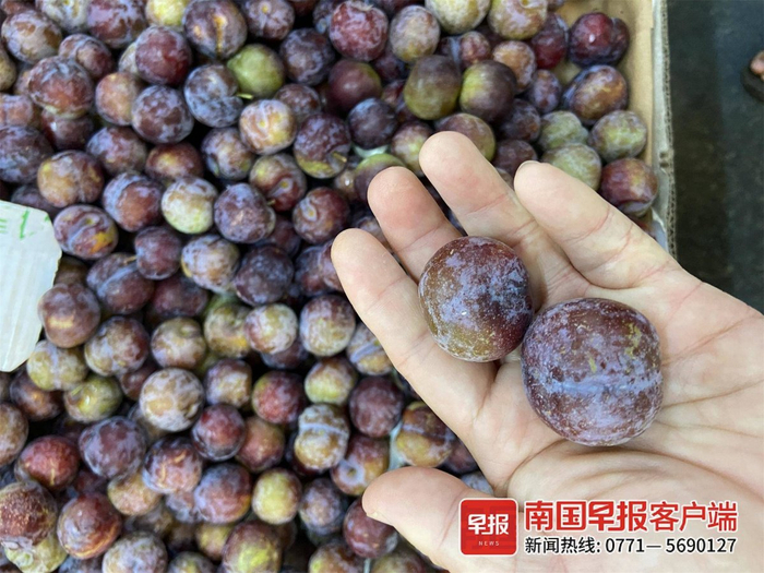 ▲珍珠李的上市期会持续到8月中旬左右。记者 游拥军 实习生 覃安桐 摄