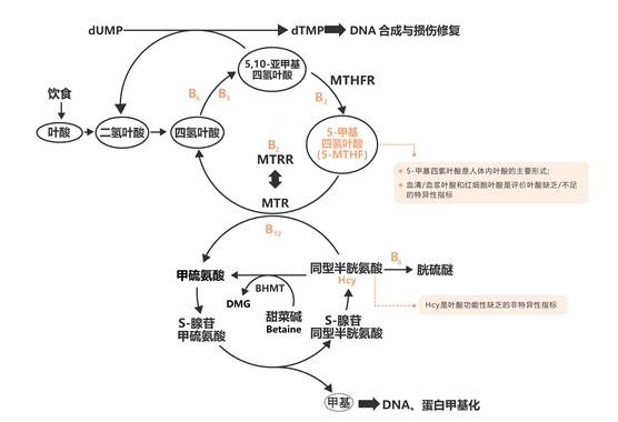 叶酸循环代谢图