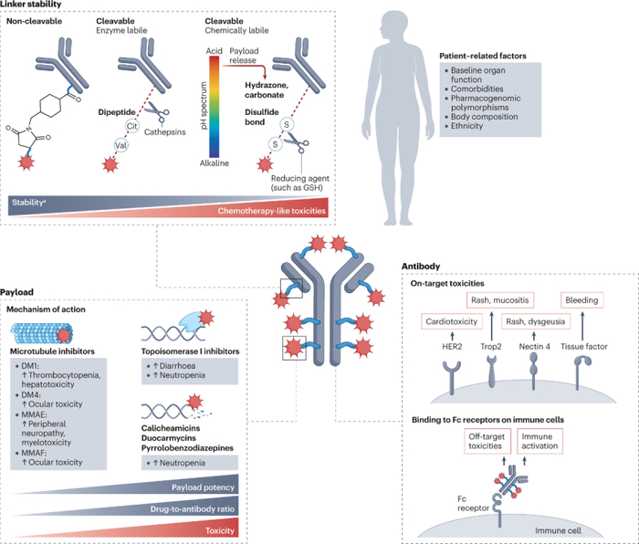 图2:ADC毒性的决定因素