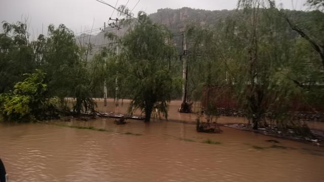 淹没在水里的村庄，只有树冠露出水面。新京报记者 周怀宗 摄