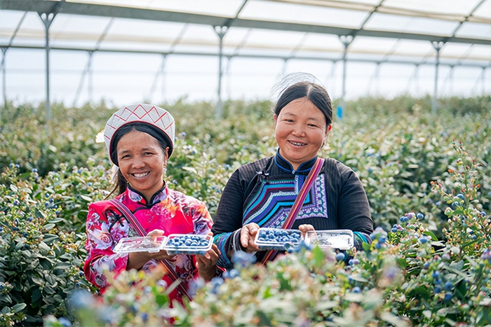 在佳沃（蒙自）蓝莓基地工作的少数民族农人